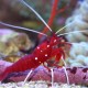 Crevete Lysmata Debelius (cca. 4cm)-Blood Shrimp